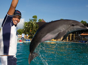 Dolphins in Puerto Vallarta