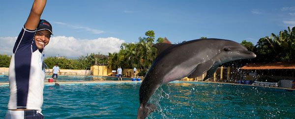 Dolphins in Puerto Vallarta 