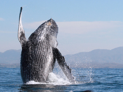 Vallarta MedVentures Whale Watching Photo Safari, Jumping Whale