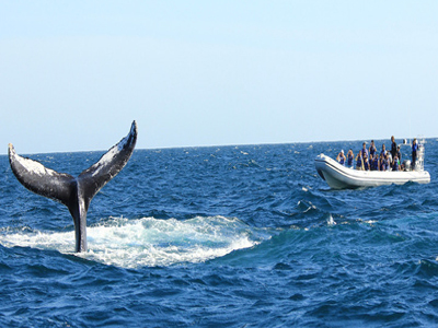 Vallarta MedVentures Whale Watching Photo Safari, Whale Tail